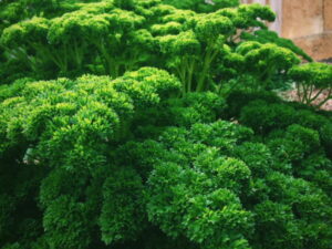 Curly Parsley