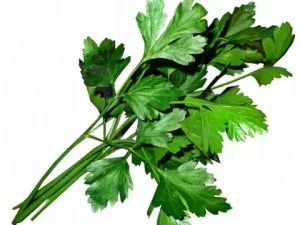 Flat Parsley