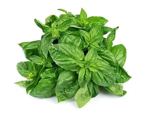 Basil