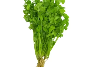 Coriander (Cilantro)