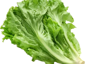 Green Coral Lettuce